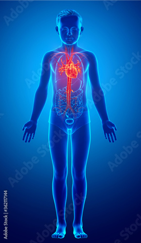 3d rendered medically accurate illustration of highlighted orange young boy heart anatomy