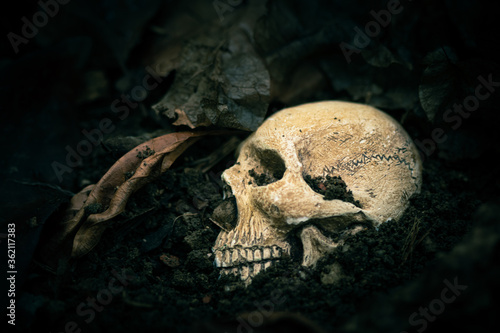 Still life of human skull that died for a long times or gravyard,concept of horror or thriller movies of scary crime scene ,Halloween theme, visual art