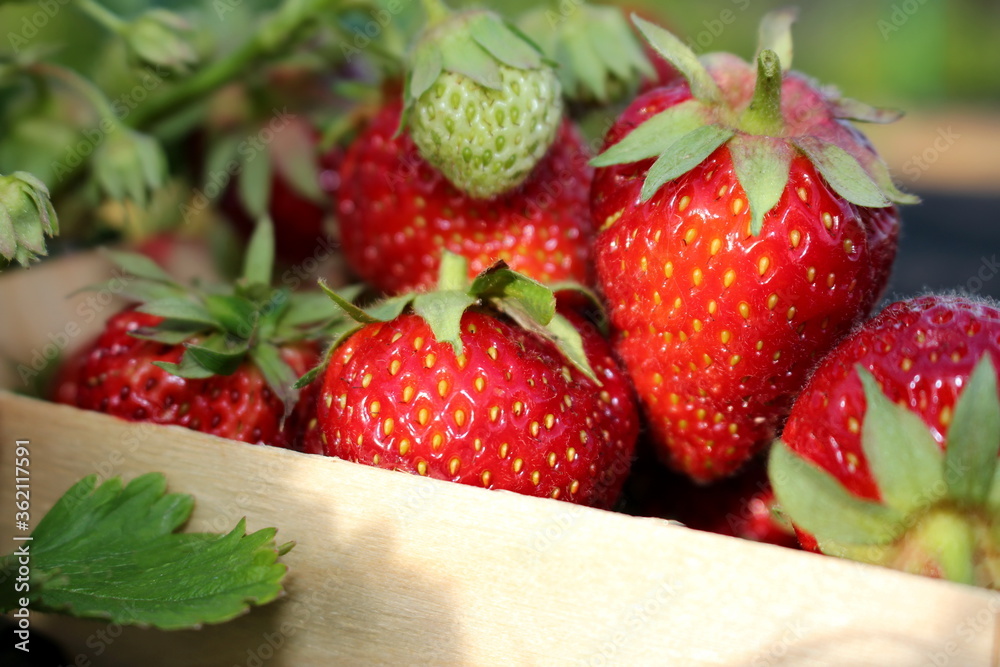 beautiful photo of strawberries growing in the garden beautiful photo of strawberries growing in the garden