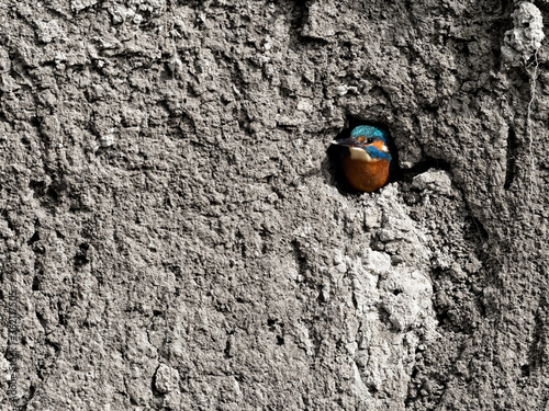 Wildlife photo of a Common kingfisher (Alcedo atthis) looking out of its nesting burrow in a vertical river bank, Germany