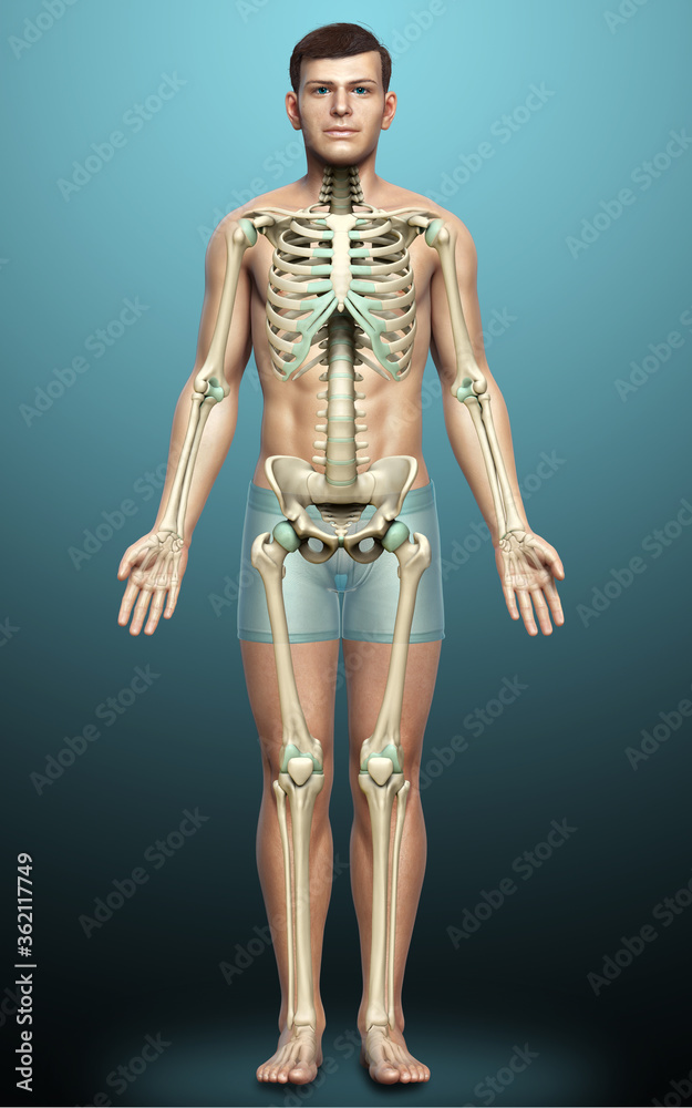 3d rendered, medically accurate illustration of a male skeleton system 3d rendered, medically accurate illustration of a male skeleton system