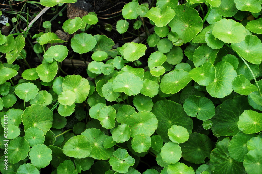 Centella asiatica green leave background Centella asiatica green leave background