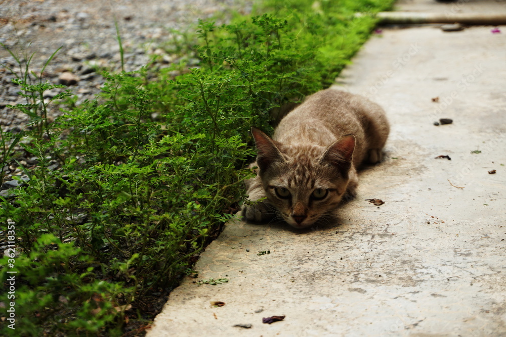 Cute gray Baby cat lay down on concrete floor Cute gray Baby cat lay down on concrete floor