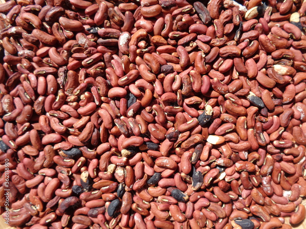 Long bean seeds with a natural background. The seeds are on drying process Long bean seeds with a natural background. The seeds are on drying process