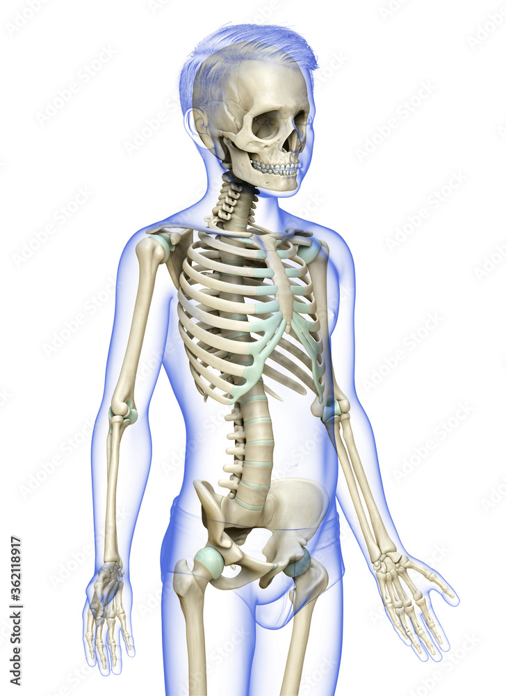 3d rendered, medically accurate illustration of a young boy skeleton system 3d rendered, medically accurate illustration of a young boy skeleton system