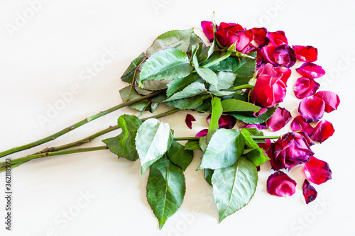 bouquet of wilted red rose flowers and fallen petals on pale brown table