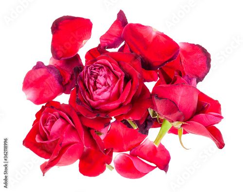 many fallen petals and withered blooms of red rose flowers isolated on white background