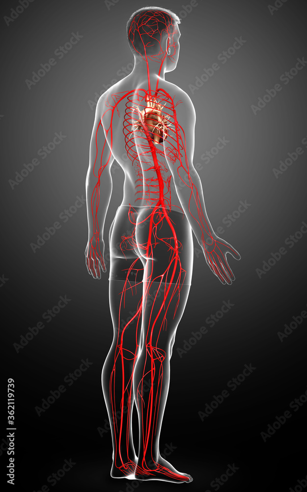 3d rendered medically accurate illustration of male arteries