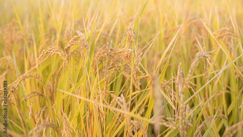 Fototapeta premium Rice