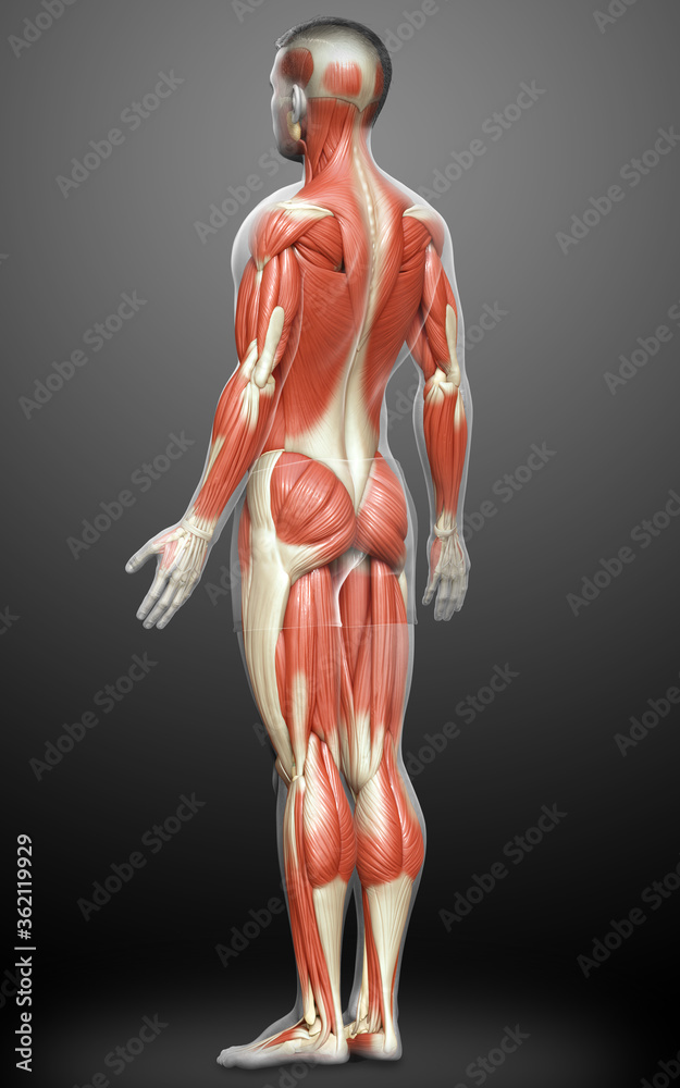 3d rendered medically accurate illustration of a male muscle system