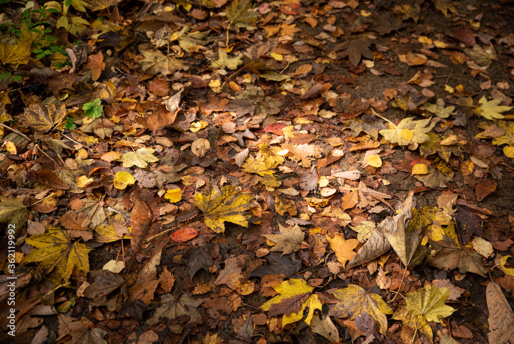 autumn leaves on the ground
