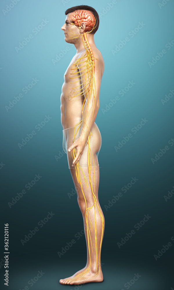 3d rendered medically accurate illustration of a male nervous system 3d rendered medically accurate illustration of a male nervous system