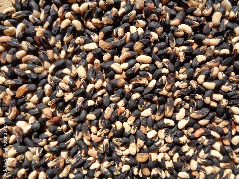 Long bean seeds with a natural background. The seeds are on drying process Long bean seeds with a natural background. The seeds are on drying process