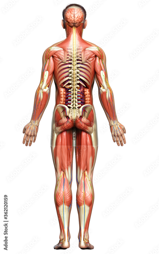 3d rendered medically accurate of the male anatomy 3d rendered medically accurate of the male anatomy