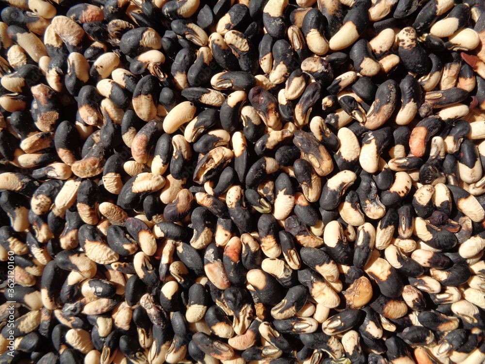 Long bean seeds with a natural background. The seeds are on drying process Long bean seeds with a natural background. The seeds are on drying process