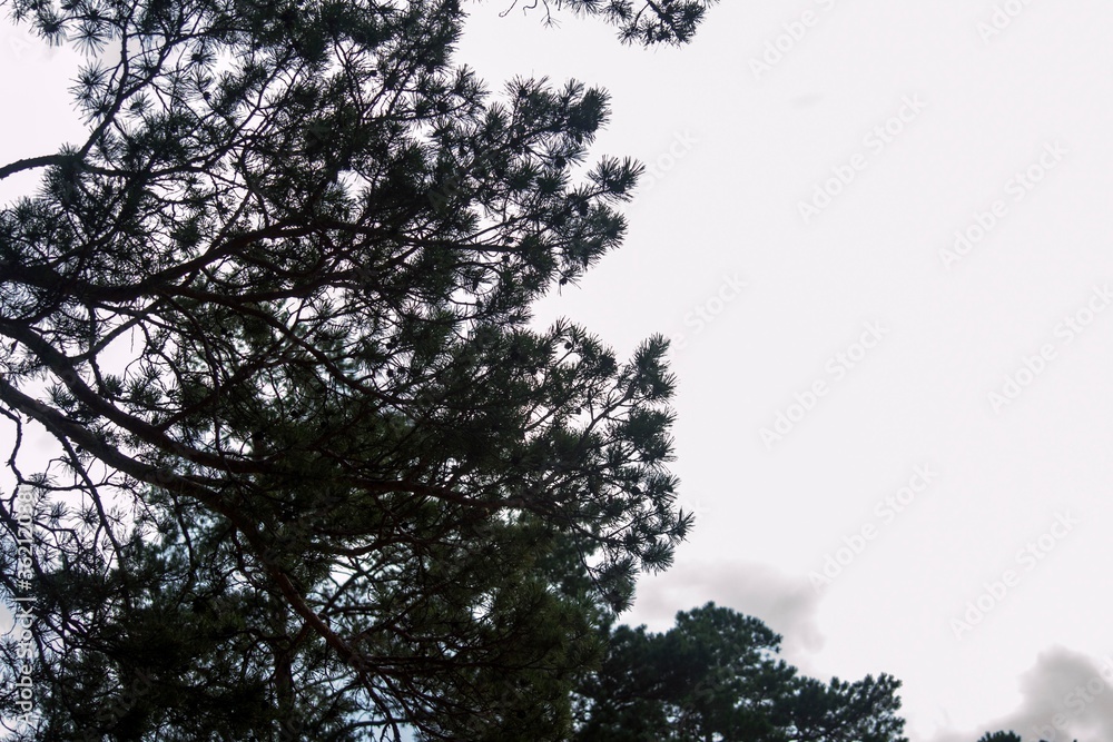 Obraz premium Tree branch against the sky.