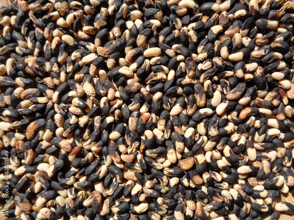 Long bean seeds with a natural background. The seeds are on drying process Long bean seeds with a natural background. The seeds are on drying process