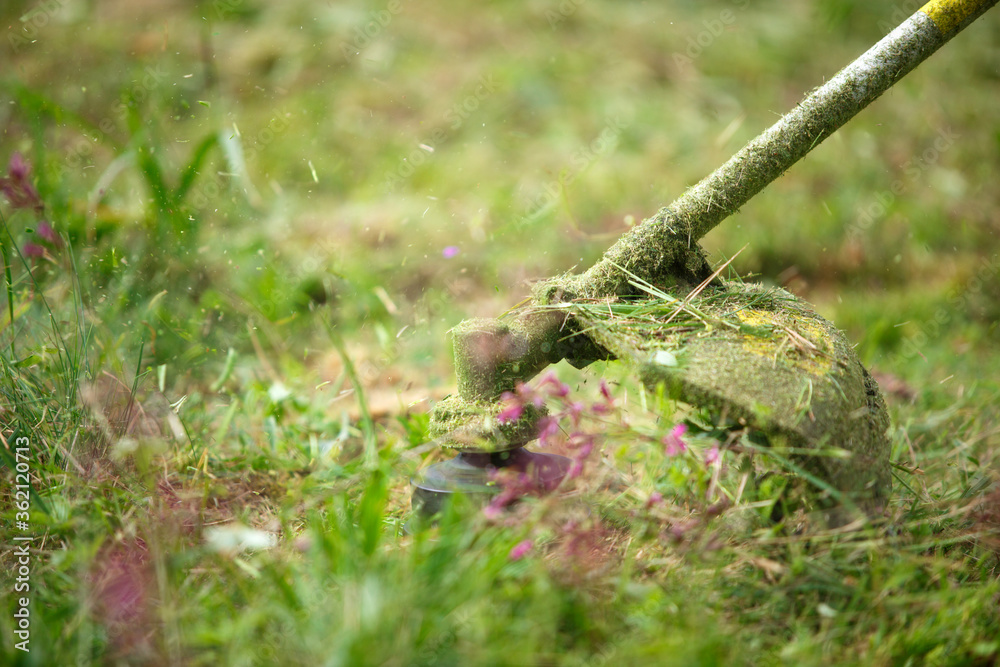 Fototapeta premium Trimmer mows grass close-up. Fishing line in motion and grass particles in air. Care of the lawn and the area near the house, summer cottage, landscape design, floristry, garden and crop. Copyspace