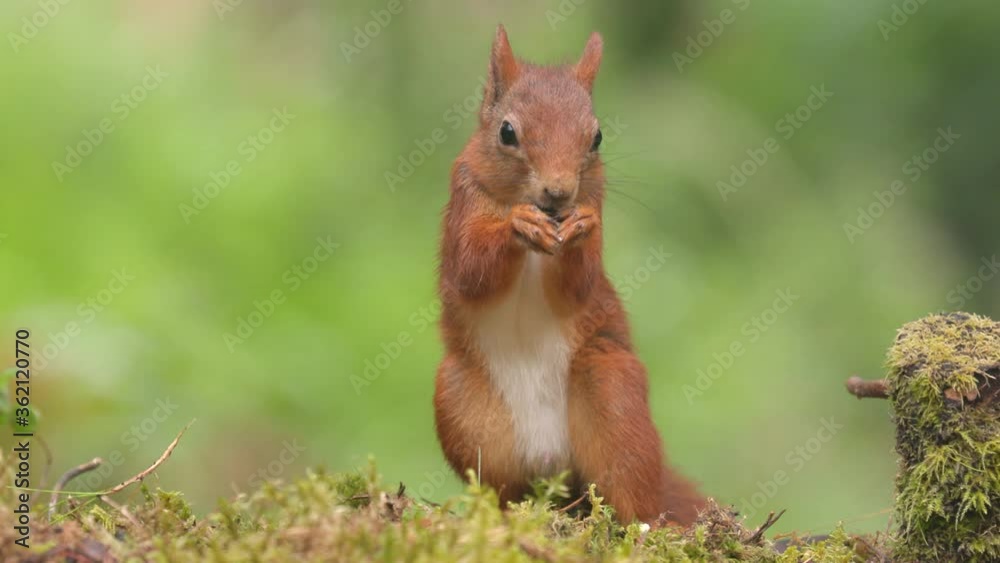 red squirrel animal on ground feeding standing on hind feet red squirrel animal on ground feeding standing on hind feet