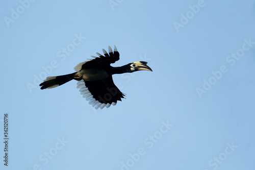 Adult Oriental pied hornbill, high angle view, front shot, spread wings and free flying under the brightly light in tropical forest, national park in the jungle of Thailand.
