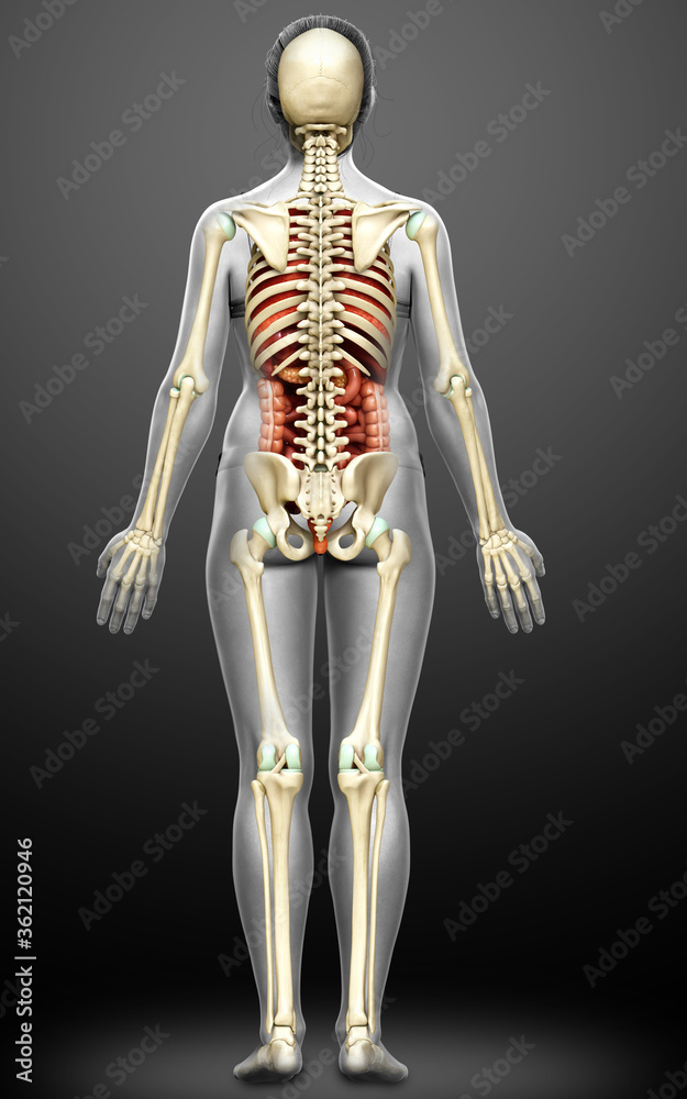 3d rendered medically accurate illustration of female  Internal organs and skeleton system