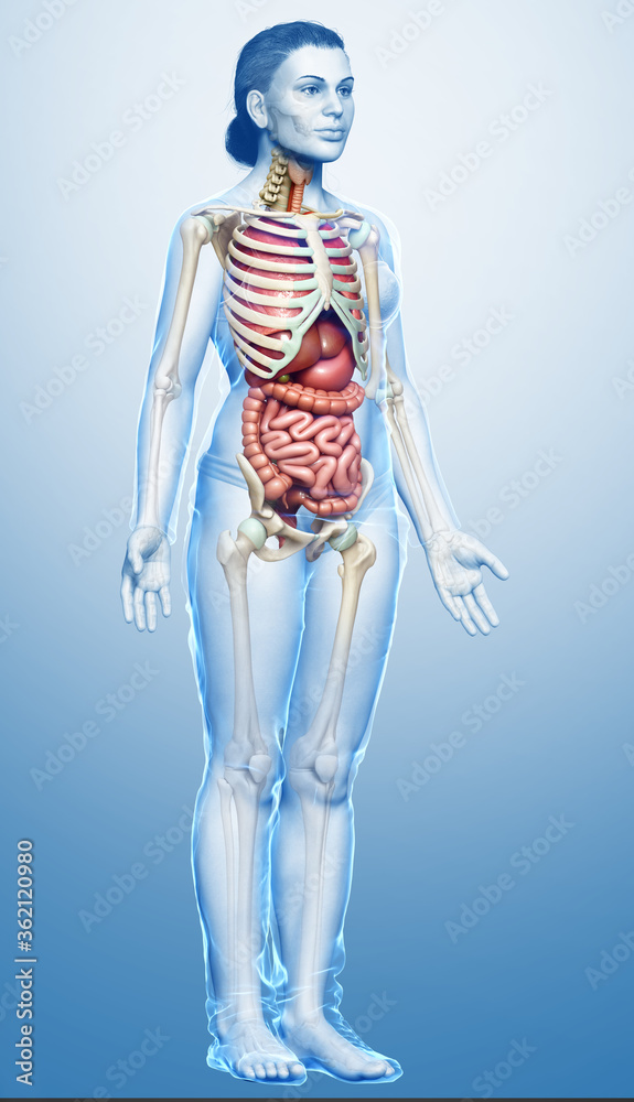 3d rendered medically accurate illustration of female Internal organs and skeleton system 3d rendered medically accurate illustration of female Internal organs and skeleton system