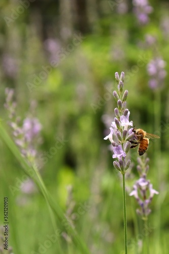 A honeybee stays on purple lavender flower