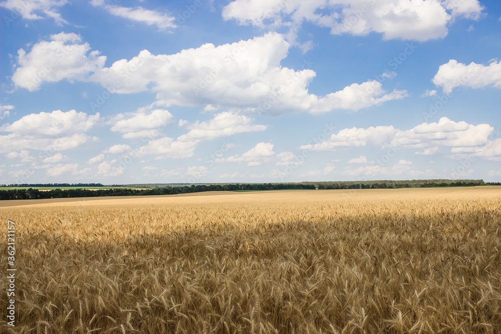 young ripe wheat in the field Ukraine