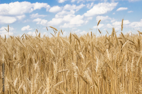 young ripe wheat in the field Ukraine