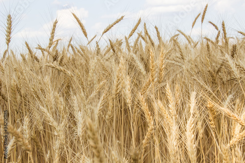 young ripe wheat in the field Ukraine