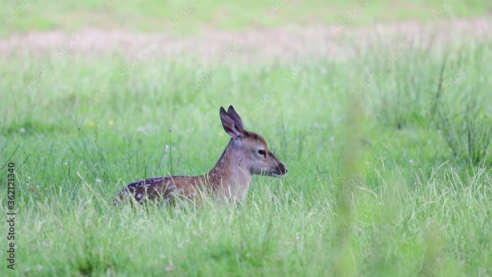 Red deer calf lie on the meadow, summer, (cervus elaphus), germany, Red deer calf lie on the meadow, summer, (cervus elaphus), germany,