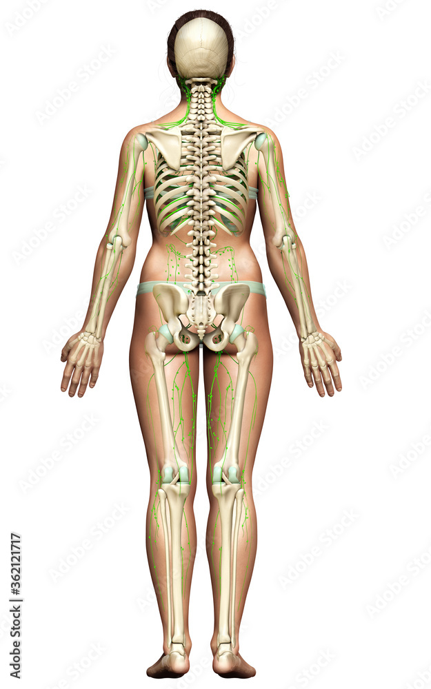 3d rendered medically accurate illustration of a female lymphatic system