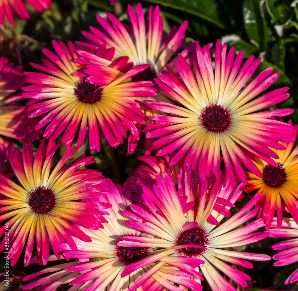 Obraz premium Mesembryanthemum flowers in a garden bed in suburban George South Africa