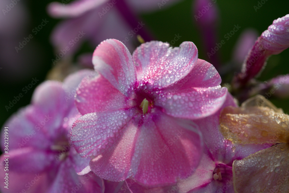 Phlox flower is a popular garden plant