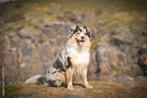 Portrait of Australian shepherd, who is standing in rock under the them is lake. Amazing autumn photoshooting in Prague.