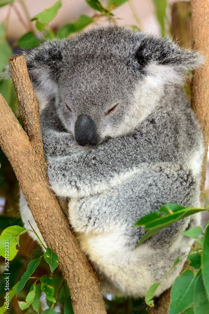 Obraz premium Sleeping koala