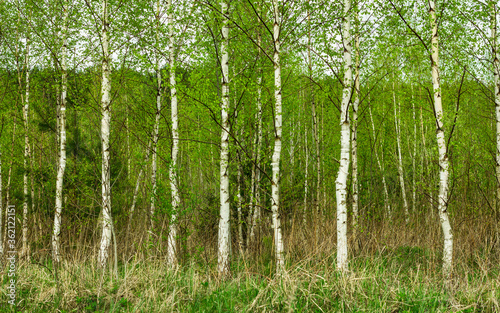 landscape of birch grove close up