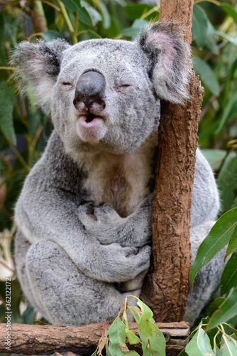 Fototapeta Naklejka Na Ścianę i Meble -  Male koala calling a lady