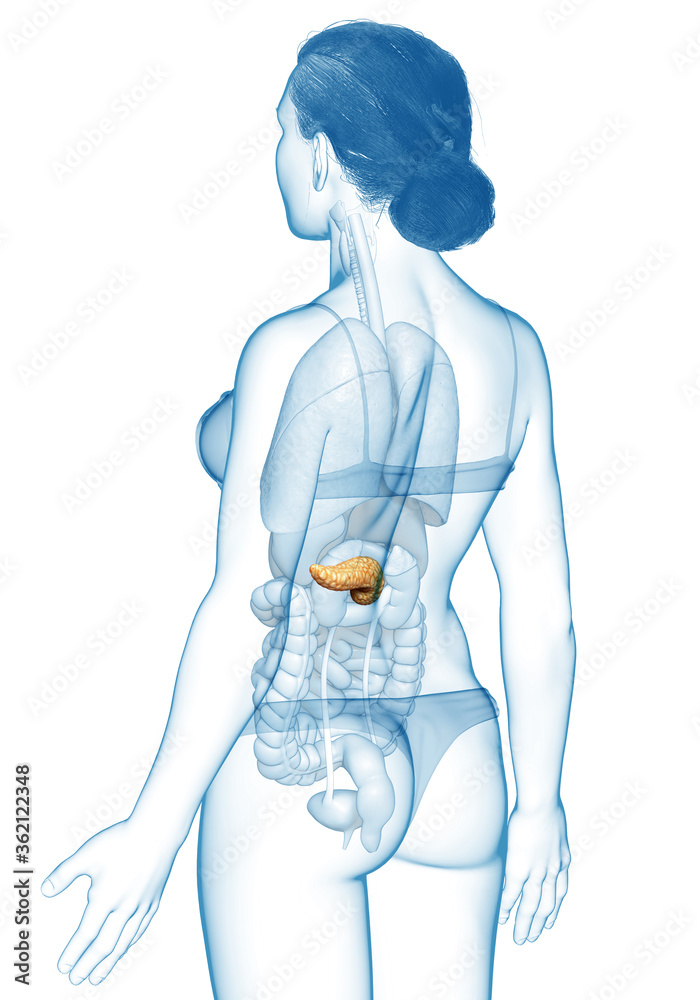 Fototapeta premium 3d rendered, medically accurate illustration of a female pancreas