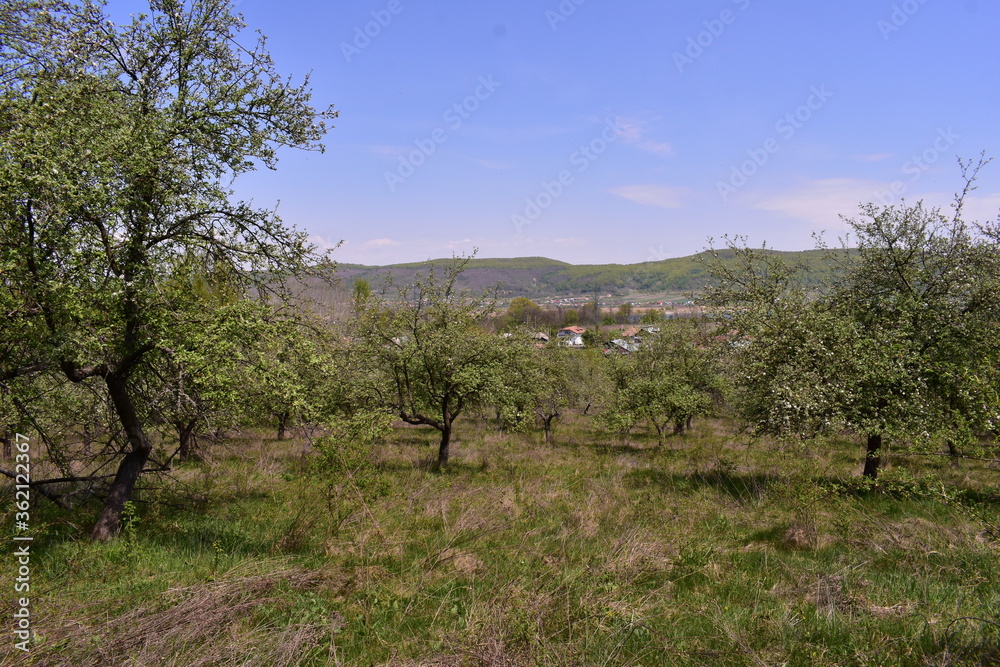 apple flowers in the orchard. blooming time in spring season apple flowers in the orchard. blooming time in spring season