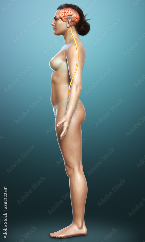 Fototapeta premium 3d rendered medically accurate illustration of the brain