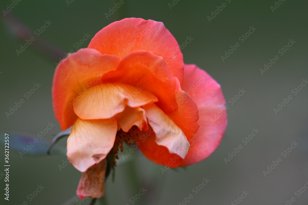 Withered branches of a rose on a dark background