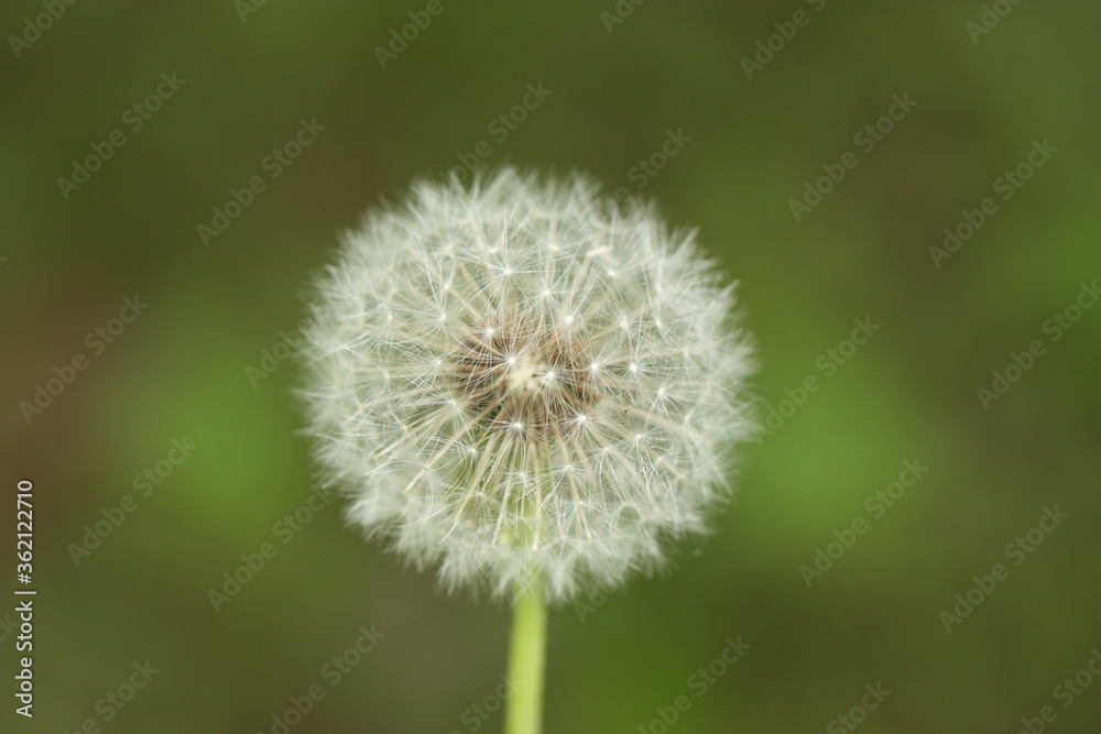 Dandelion flower on a green background