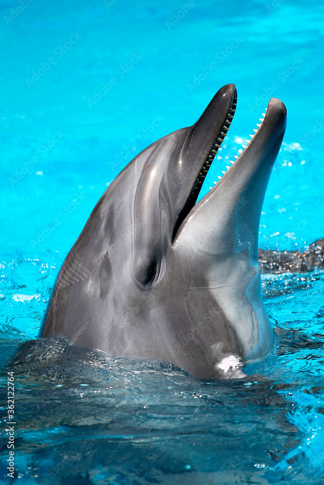 Fototapeta premium head of the dolphin blue water