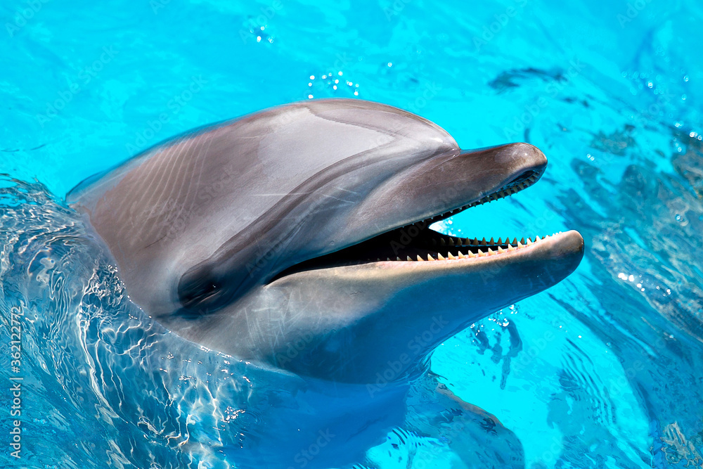 Obraz premium head of the dolphin blue water