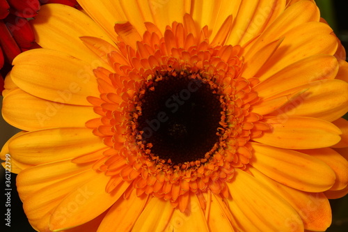 Gerbera flower close-up on a black background