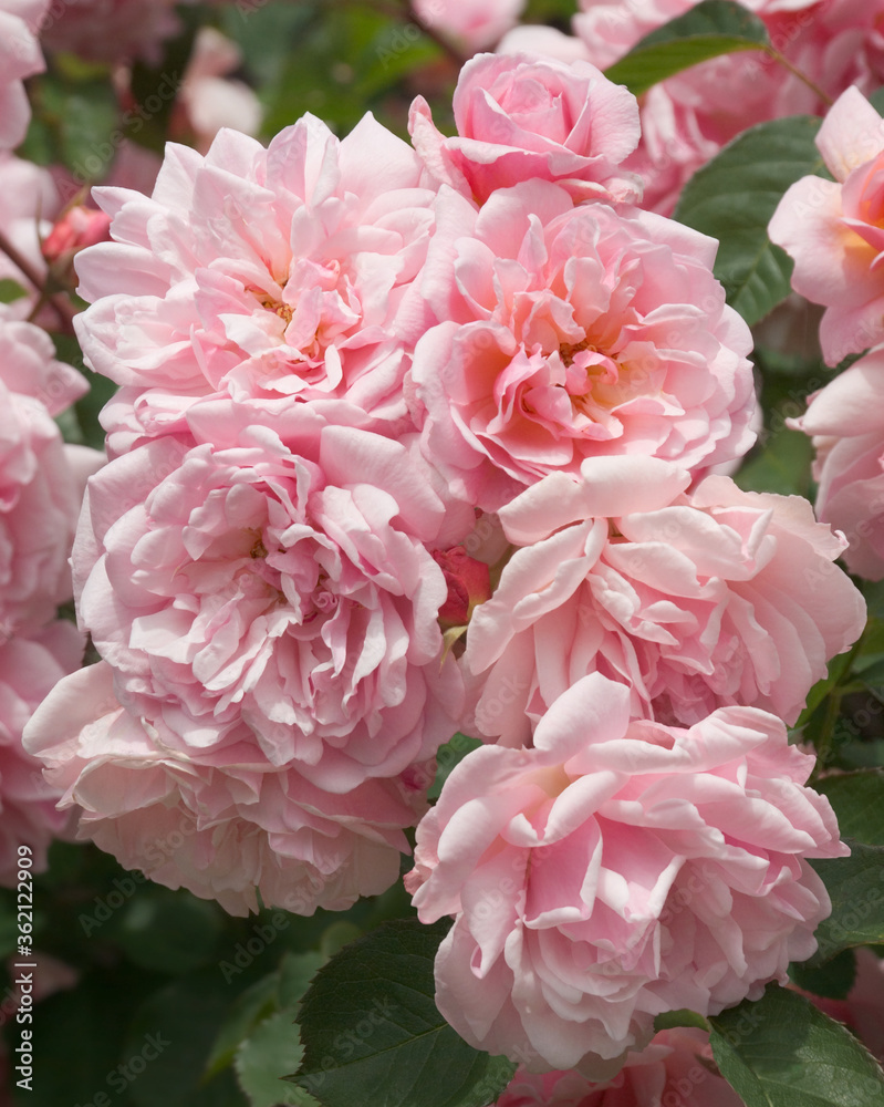 Tightly packed cluster of scented pink flowers on the old-fashioned English shrub rose variety Felicia, in a natural setting.