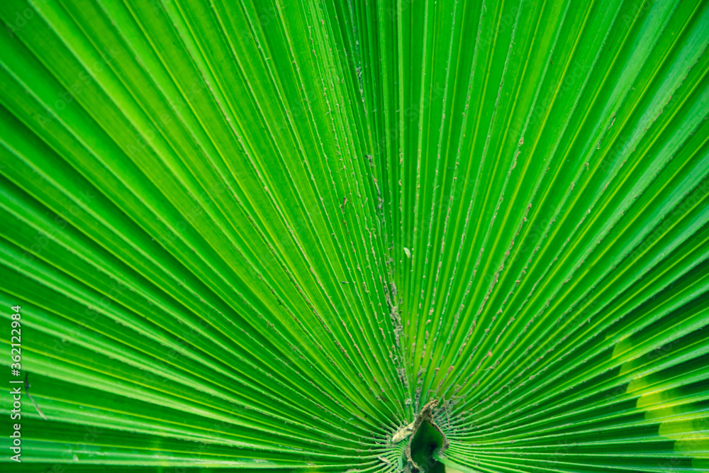 Fototapeta premium Emerging texture and pattern background with beautiful green palm leaf
