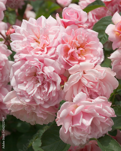 Tightly packed cluster of scented pink flowers on the old-fashioned English shrub rose variety Felicia  in a natural setting.