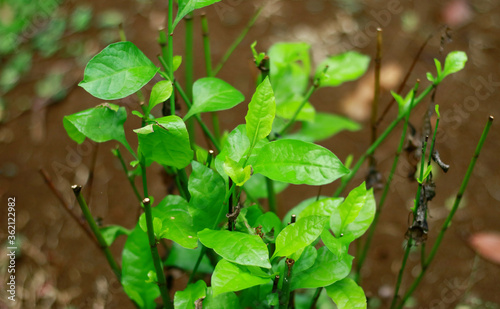 Wild leadwort or Plumbago zeylanica plant in the garden.
